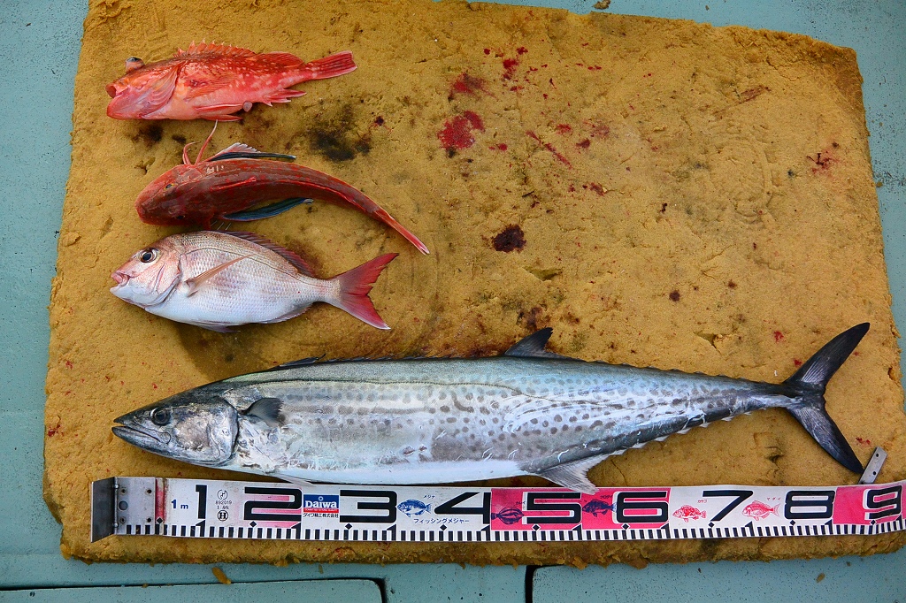 a0248152_20115028.jpg