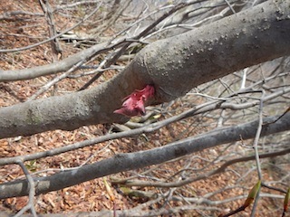 c0359615_09541217.jpg