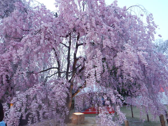 f0118332_063226.jpg