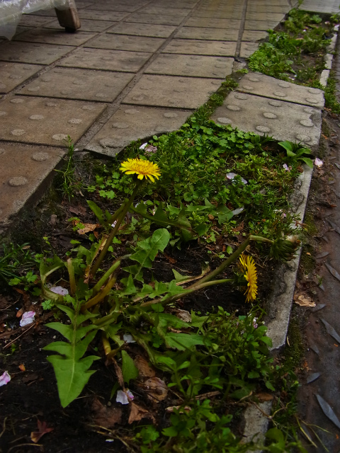 a0087341_86536.jpg