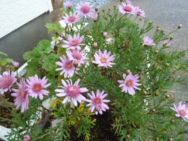 e0278968_21535246.jpg