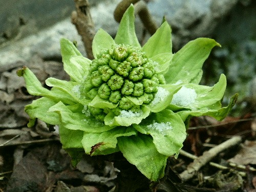 北大キャンパスの春（一）　フキノトウ - 野に咲く北国の花