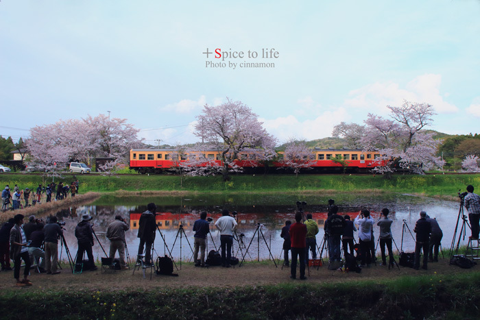 桜 ❀ 小湊鉄道 ＃Final - + Spice to life