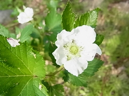 e0155085_19202242.jpg
