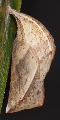 b0194593_9442095.jpg