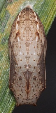 b0194593_944982.jpg
