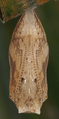 b0194593_9454694.jpg