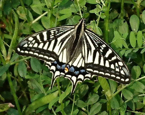 f0033598_178178.jpg