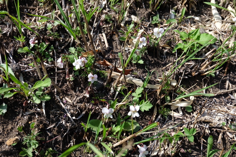 b0364433_17120661.jpeg