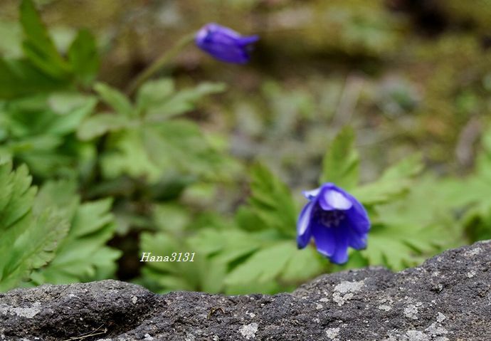 c0249836_16084518.jpg