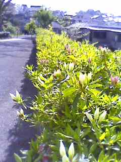 e0150843_23582327.jpg
