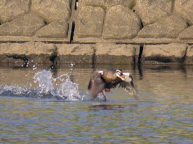 f0214649_5392215.jpg