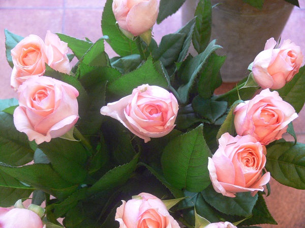 e0140986_1718287.jpg
