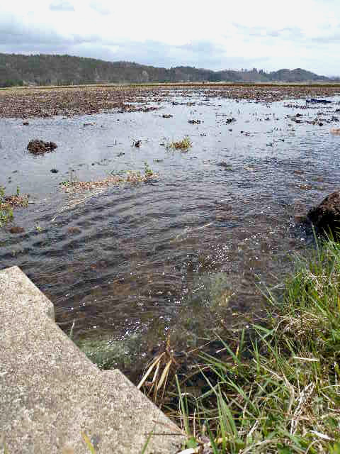 a0199297_0414655.jpg