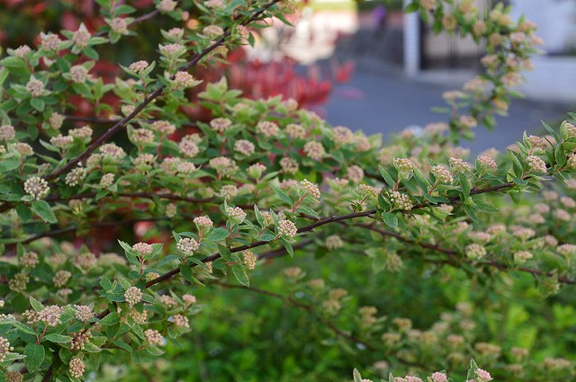 c0124100_1403918.jpg