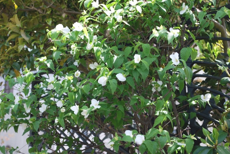 e0025300_19523549.jpg