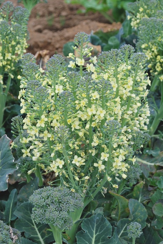 e0025300_20233999.jpg