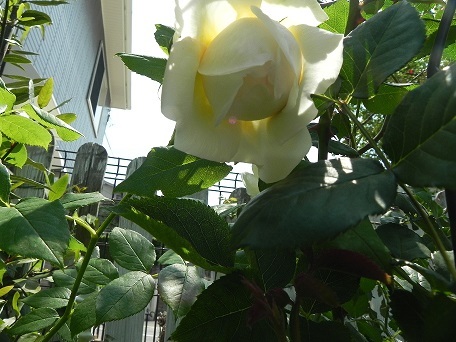 c0152002_18440741.jpg