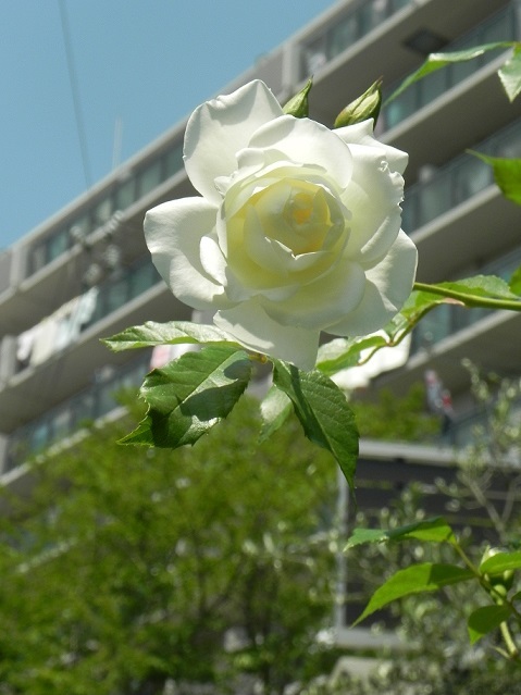 c0152002_18450187.jpg