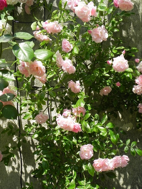 c0152002_18465226.jpg