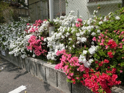 a0105023_21492214.jpg