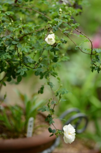 c0186463_1715218.jpg