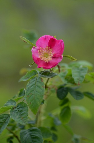 c0186463_1735620.jpg