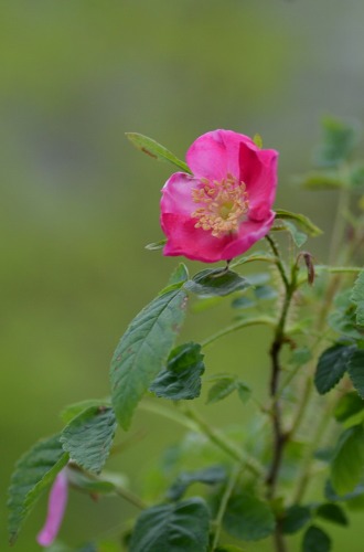 c0186463_1794199.jpg
