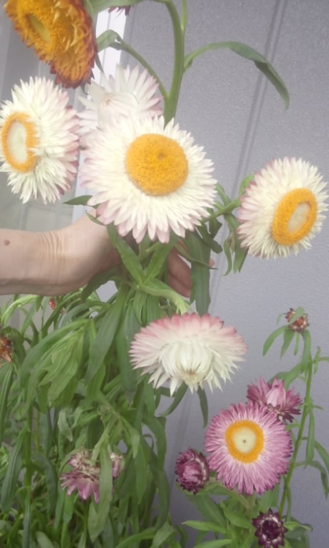 f0200871_054233.jpg