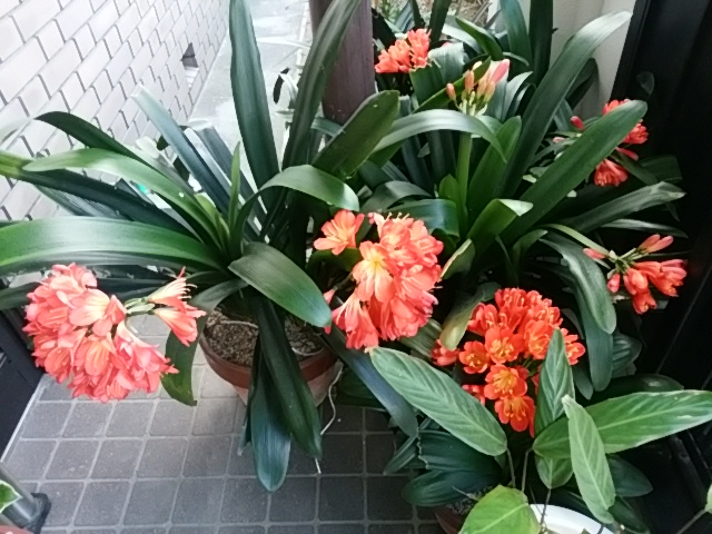 f0153475_8562628.jpg