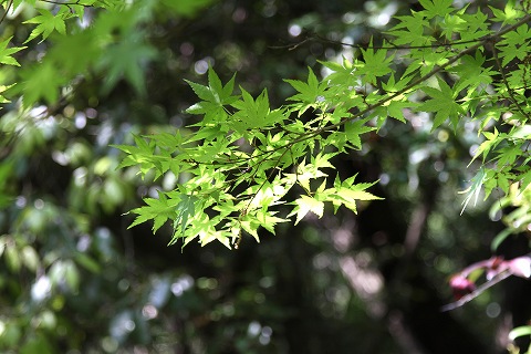 a0222494_20342421.jpg