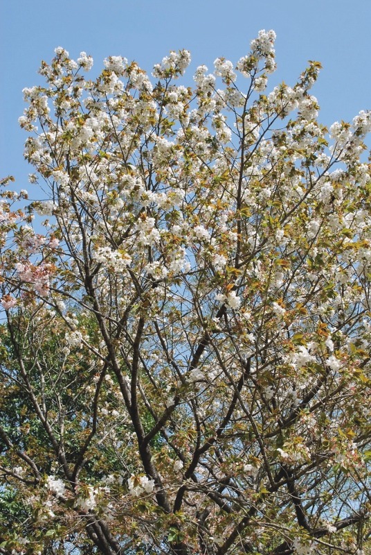 e0025300_17163134.jpg