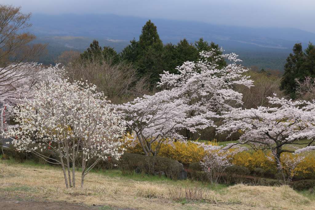 a0188405_23555486.jpg