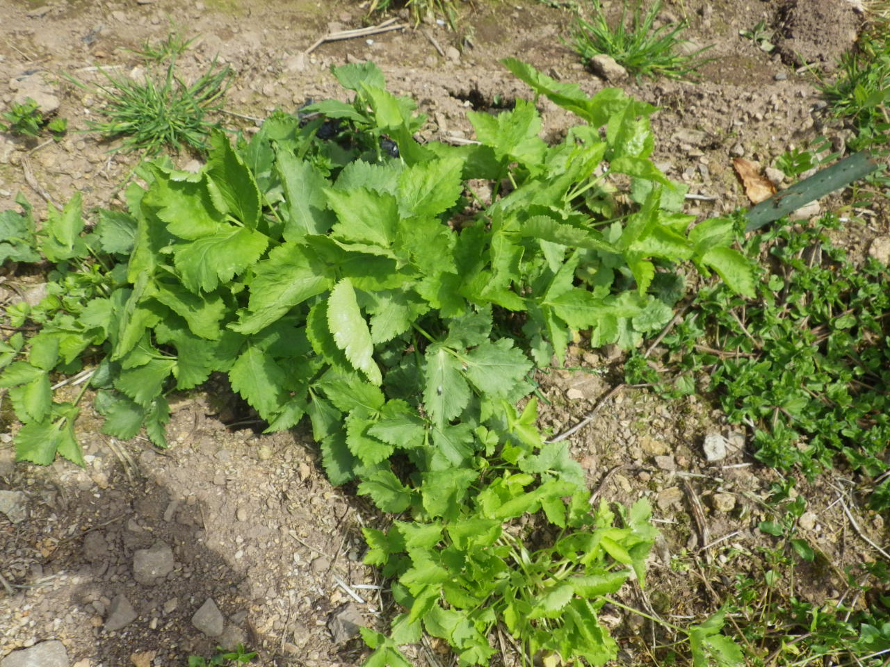 c0300035_146178.jpg