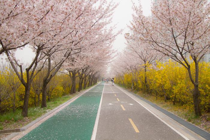 密かな桜の通り - ノッツォのホデナス