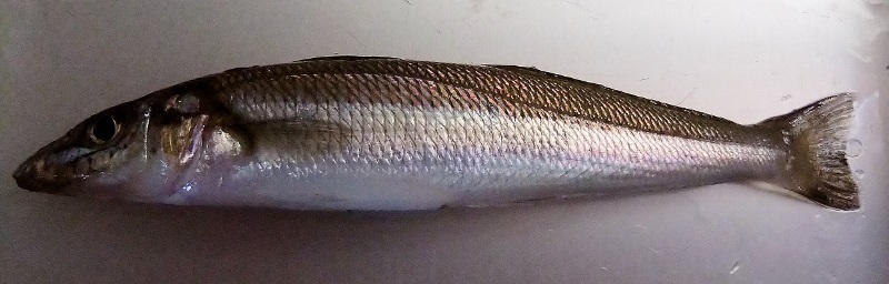 a0107341_18085445.jpg