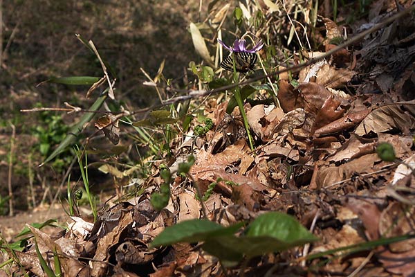 c0043361_0591071.jpg