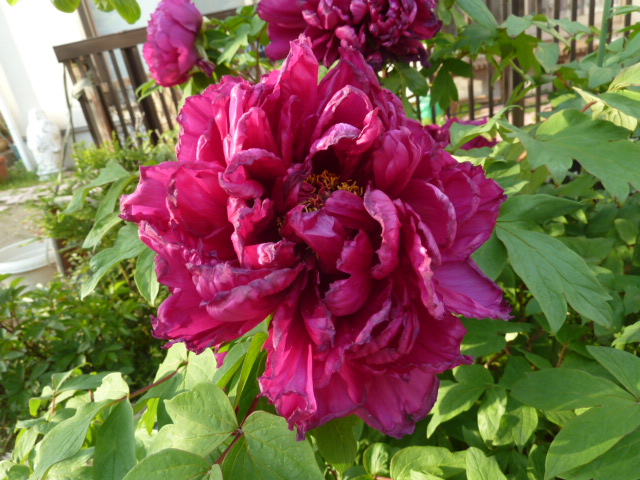 e0278968_234848.jpg