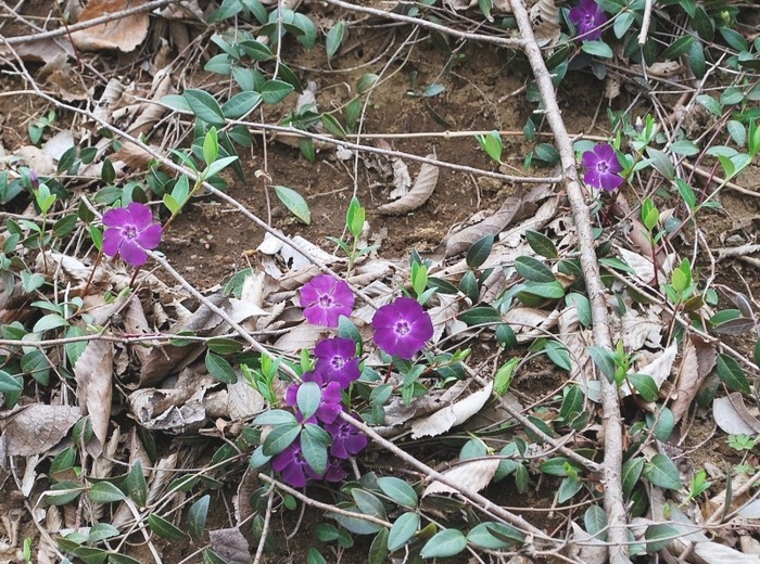e0025300_15264480.jpg