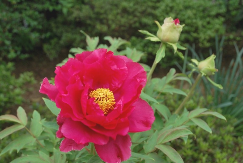 e0025300_1533036.jpg