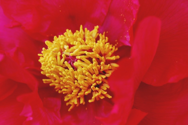 e0025300_156564.jpg