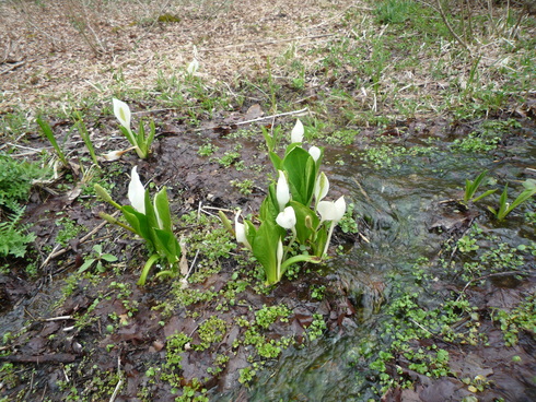 c0189218_15554420.jpg