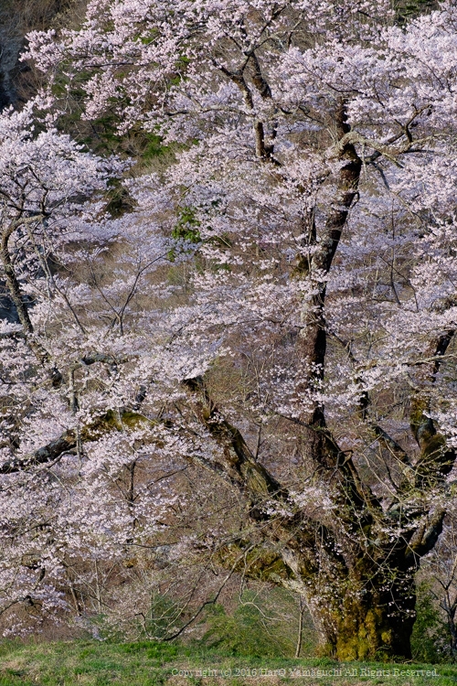 c0198227_8505965.jpg