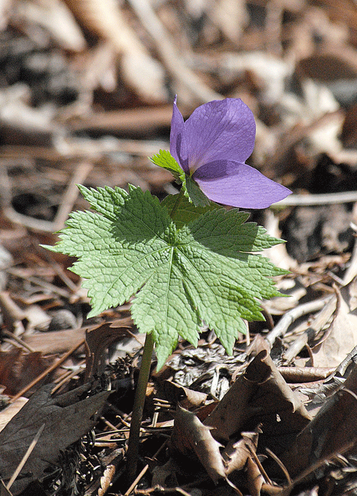 a0001354_20401413.gif