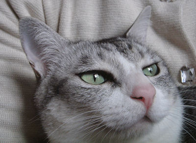 e0001558_10424035.gif