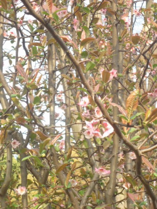 e0029472_137138.jpg
