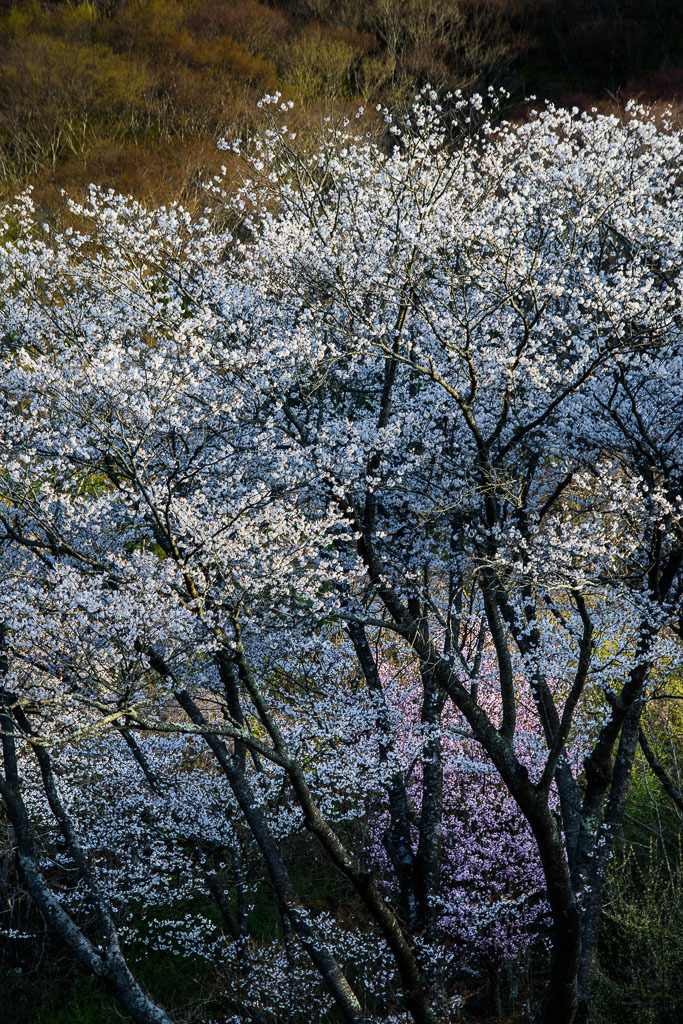 a0301676_11142678.jpg