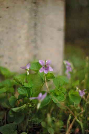 a0061599_7175093.jpg