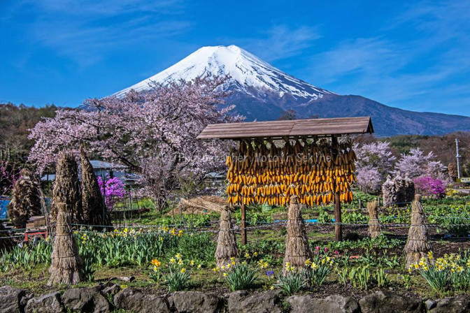 富士山と桜　２０１６年忍野村 - 山麓風景と編み物　　　　