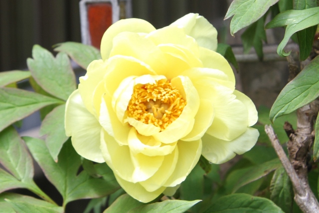 c0162817_126510.jpg